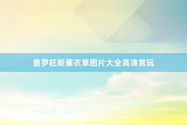 普罗旺斯薰衣草图片大全高清赏玩